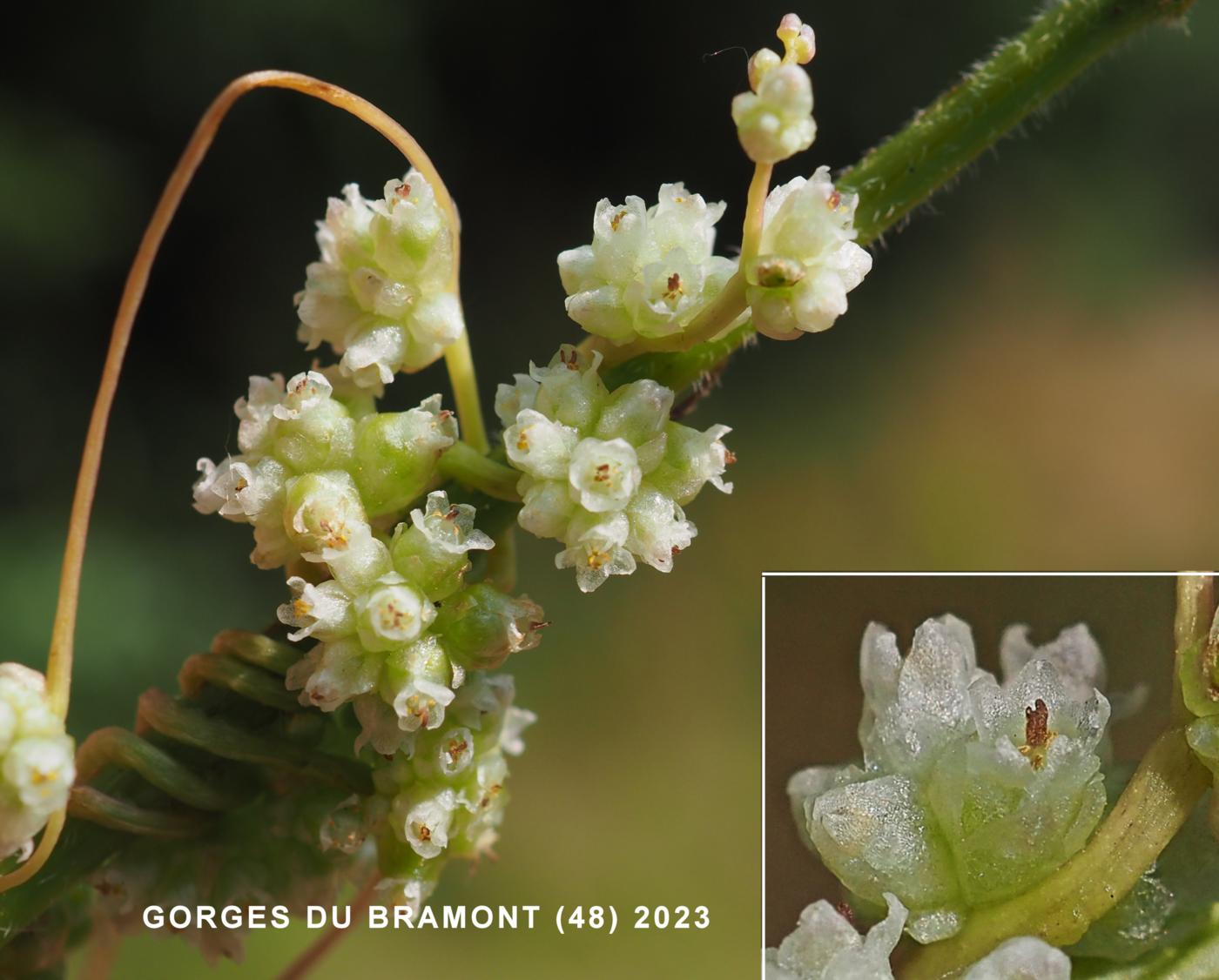 Dodder, Large flower